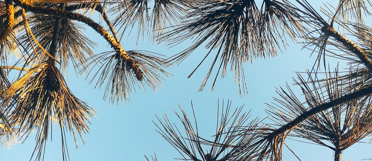 Looking up at spindly tree branches against a clear blue sky, with the warm sunlight of magic hour shining through